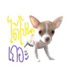 Hunny is Chihuahua（個別スタンプ：16）