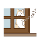 柴犬マメ（待て！ver）（個別スタンプ：7）