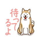 柴犬マメ（待て！ver）（個別スタンプ：16）