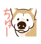 柴犬マメ（待て！ver）（個別スタンプ：24）