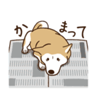 柴犬マメ（待て！ver）（個別スタンプ：27）