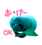 manatee ＆ turtle（個別スタンプ：1）
