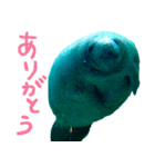 manatee ＆ turtle（個別スタンプ：6）