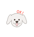 英語でおしゃべりトイプードル（個別スタンプ：1）