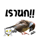 Stoii the Cat and his friends（個別スタンプ：6）