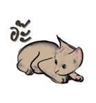 Whatever cat（個別スタンプ：4）