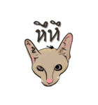 Whatever cat（個別スタンプ：5）