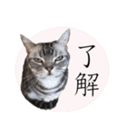 ねこのランマル（個別スタンプ：1）