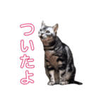 ねこのランマル（個別スタンプ：2）