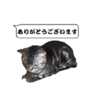 ねこのランマル（個別スタンプ：3）