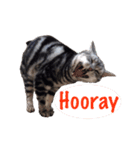 ねこのランマル（個別スタンプ：4）