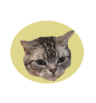 ねこのランマル（個別スタンプ：5）