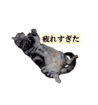 ねこのランマル（個別スタンプ：6）