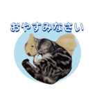ねこのランマル（個別スタンプ：8）
