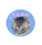ねこのランマル（個別スタンプ：9）