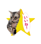 ねこのランマル（個別スタンプ：10）