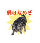 ねこのランマル（個別スタンプ：11）
