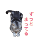 ねこのランマル（個別スタンプ：12）