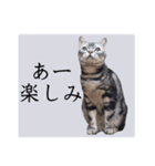 ねこのランマル（個別スタンプ：13）