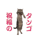 ねこのランマル（個別スタンプ：14）