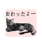 ねこのランマル（個別スタンプ：16）