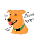 Cool Dog（個別スタンプ：1）