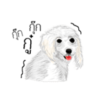 Cool Dog（個別スタンプ：9）