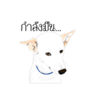 Cool Dog（個別スタンプ：14）