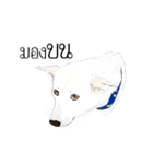 Cool Dog（個別スタンプ：15）