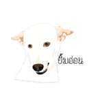 Cool Dog（個別スタンプ：17）