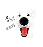 Cool Dog（個別スタンプ：21）