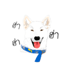 Cool Dog（個別スタンプ：24）