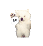 Spitz Kuma's face time（個別スタンプ：3）