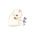 Spitz Kuma's face time（個別スタンプ：4）