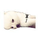 Spitz Kuma's face time（個別スタンプ：5）