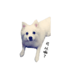 Spitz Kuma's face time（個別スタンプ：6）