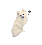 Spitz Kuma's face time（個別スタンプ：7）