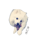 Spitz Kuma's face time（個別スタンプ：9）