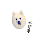 Spitz Kuma's face time（個別スタンプ：12）
