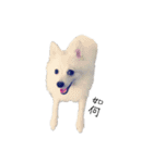 Spitz Kuma's face time（個別スタンプ：13）