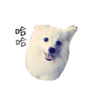 Spitz Kuma's face time（個別スタンプ：14）