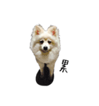 Spitz Kuma's face time（個別スタンプ：16）