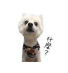 Spitz Kuma's face time（個別スタンプ：17）