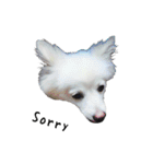 Spitz Kuma's face time（個別スタンプ：18）