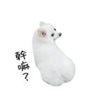 Spitz Kuma's face time（個別スタンプ：19）