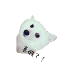 Spitz Kuma's face time（個別スタンプ：22）
