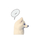 Spitz Kuma's face time（個別スタンプ：30）