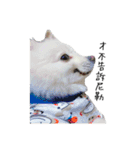 Spitz Kuma's face time（個別スタンプ：36）