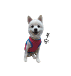 Spitz Kuma's face time（個別スタンプ：37）