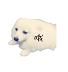 Spitz Kuma's face time（個別スタンプ：39）